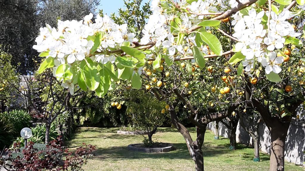Villa Kalimera Sorrento Eksteriør billede